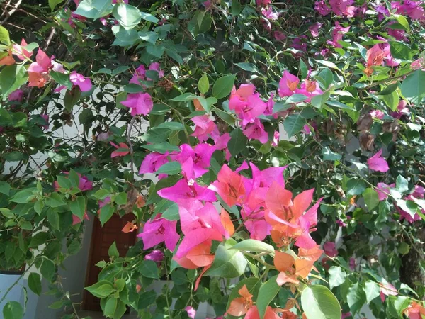 园中美丽的芙蓉花的近景 — 图库照片