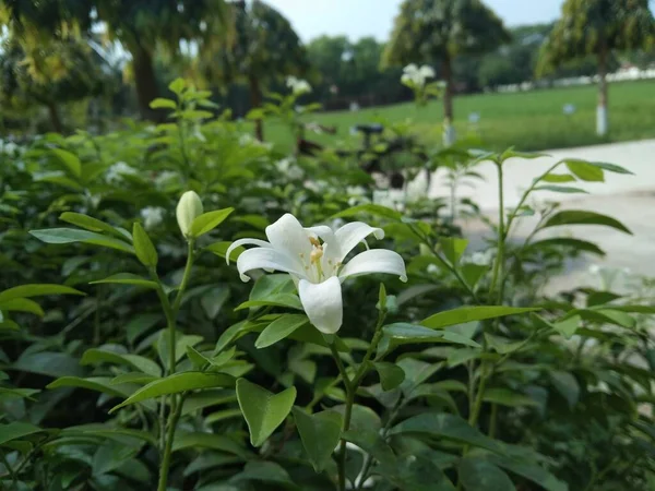 Laranja Jessamina Murraya Paniculata Flor Close Jardim — Fotografia de Stock