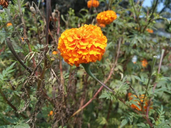 Красивый Оранжевый Цветок Мэриголд Саду Размытым Фоном — стоковое фото