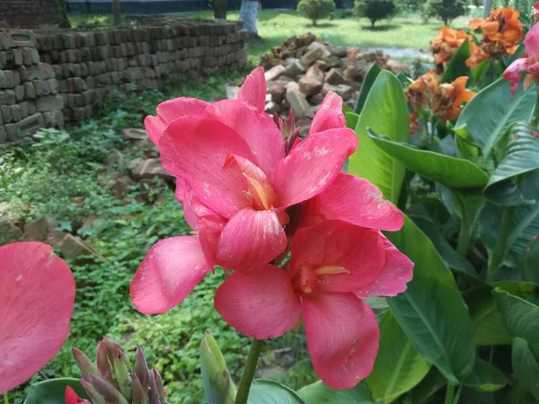 Floraison Rouge Canna Indica Fleur Dans Jardin Avec Fond Flou — Photo