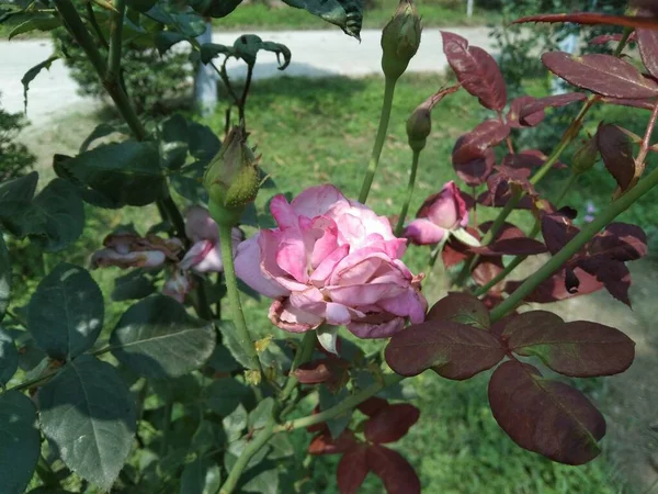 Rosa Indiana Flor Rosa Jardim Com Fundo Borrado — Fotografia de Stock
