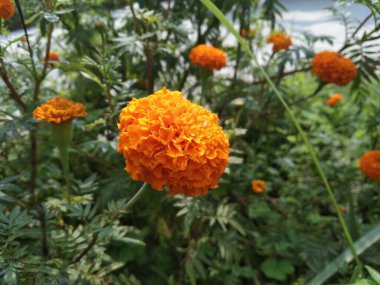 Bahçede bulanık arkaplanı olan turuncu kadife çiçeği.