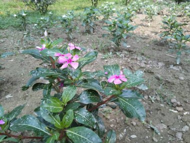 Bahçedeki güzel Catharanthus gülü.