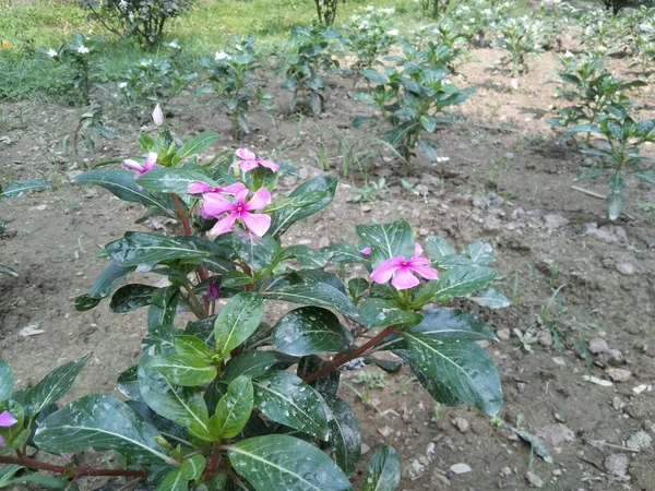 Belle Fleur Catharanthus Roseus Dans Jardin — Photo