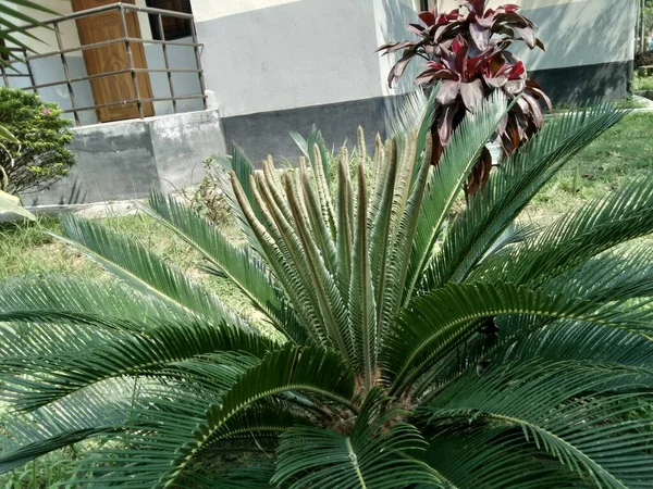 Bahçede Cycas Revoluta Sago Palmiye Kral Sago Sago Cycad Japon — Stok fotoğraf