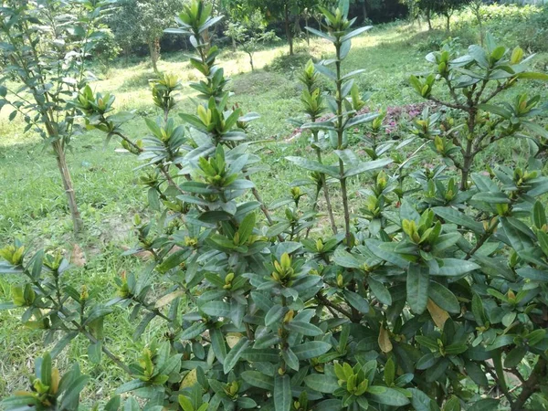 Myrica Faya Bahçedeki Bulanık Arkaplanlı Bitki — Stok fotoğraf