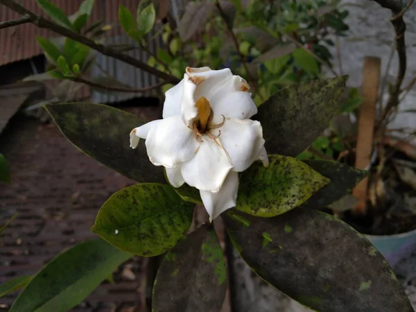 Linda Gardenia Jasminoides Cabo Jasmim Flor Florescendo Jardim — Fotografia de Stock