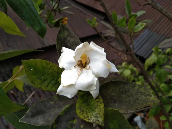 Güzel Beyaz Gardenya Jasminoides Çiçeği Bahçede Çiçek Açan Yasemin Burnu — Stok fotoğraf