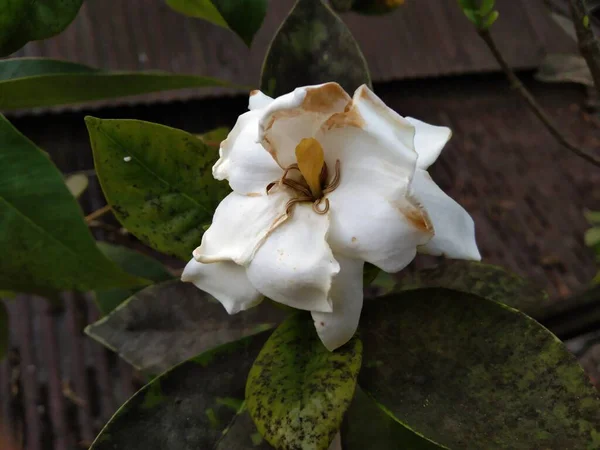 White Cape Jasmine flower in the garden with blurred background.