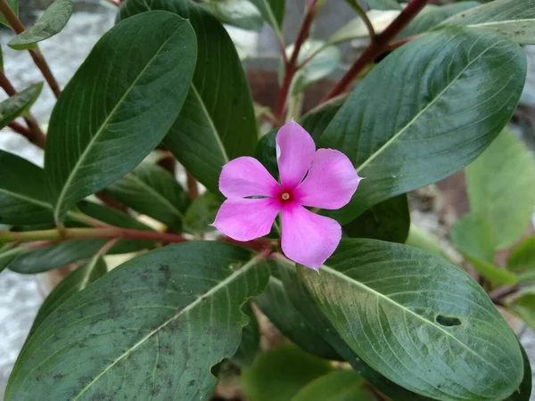 Madagáscar Periwinkle Bela Flor Roxa Florescendo Jardim — Fotografia de Stock