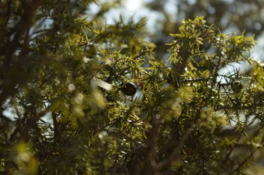 Branch of Juniper tree in the Sierra de la Cabrera, located in Madrid Spain