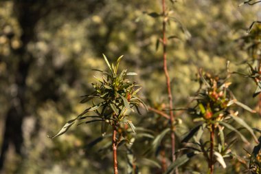 Jara Pringosa plants in the mountains