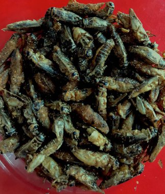 Bir kase kızarmış cırcır böceği.