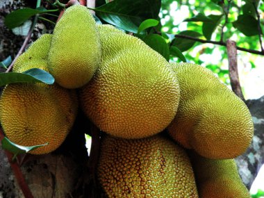 Yakın planda saklanmış fıstıklar..