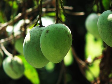 Yakın planda saklanmış fıstıklar..