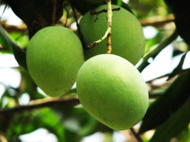 Yakın planda saklanmış fıstıklar..