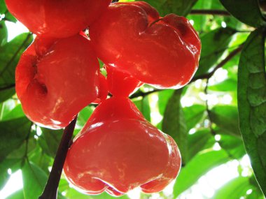 Ağaçta elmalı Ripen gülü meyveleri.