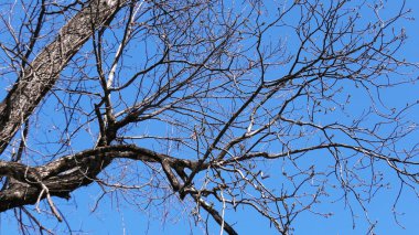 Himalaya ağacının dalları.