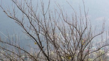 Sisli Himalaya manzarasında bir iskelet ağacı.