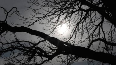 Güneş ışınları siluet ağacının dallarından süzülüyor.