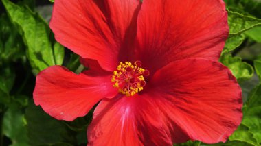 tatlı kırmızı hibiscus çiçek.