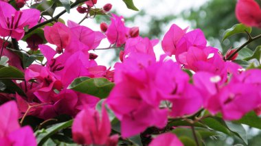 Pembe çiçekli güzel begonviller..