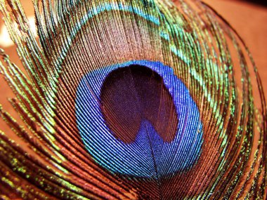 Renkli tavus kuşu tüyünün yakın çekimi.