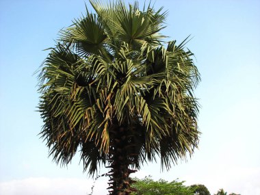 Zengin yaprakları olan bir palmiye ağacının tepesinde.