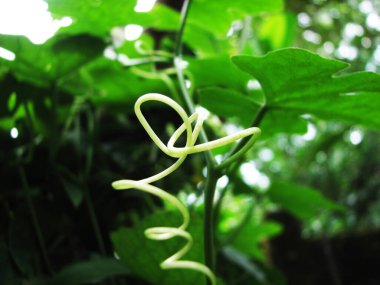 Bitkilerin taze yaprakları gün ışığında parlar..