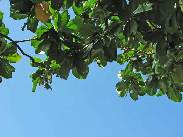 stock image Fresh tender leaves of the tree shines in the sunlight.