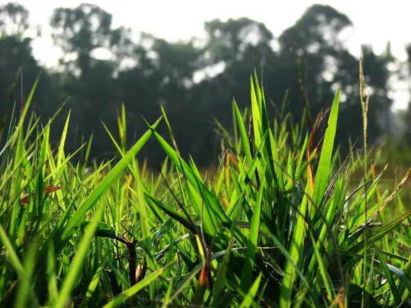 stock image Fresh tender leaves of the plants shines in the sunlight.