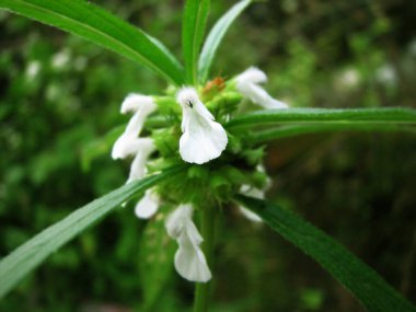 Beyaz çiçekli Leucas aspera bitkisi.