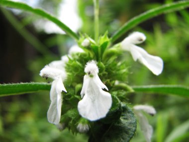 Beyaz çiçekli Leucas aspera bitkisi.