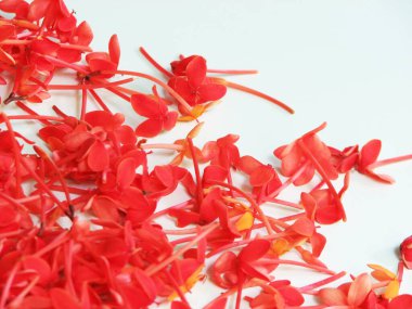 Beyaz arka plana yayılmış Ixora kakusinea çiçekleri.