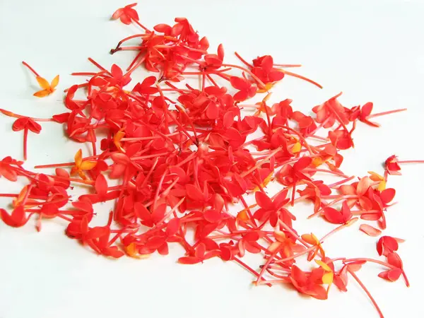 stock image Ixora coccinea flowers scattered on a white background.