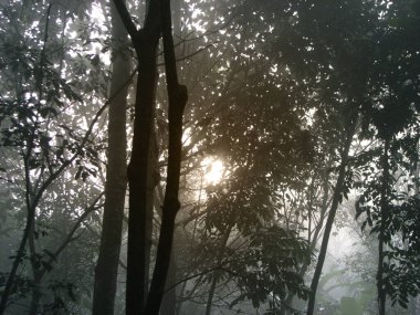 Sisli bir sabah manzarası.