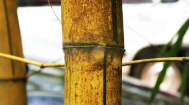 Sarı bambu filizinin büyümesi.