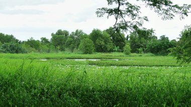 Taze yeşil bitki ve ağaçlarla dolu güzel Kerala manzarası.