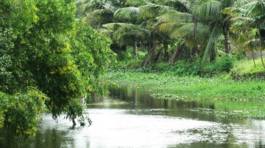 Taze yeşil bitki ve ağaçlarla dolu güzel Kerala manzarası.