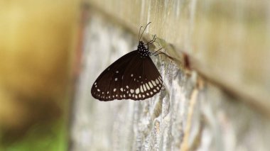 Duvara tünemiş siyah bir kelebeğin yakın çekimi.