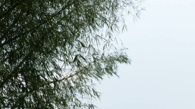 Taze yeşil yapraklı bambu ağacının dalları.