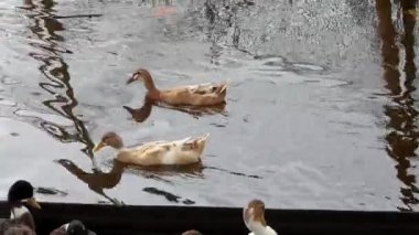 Ördekler açık bir çiftlikte tutulur..