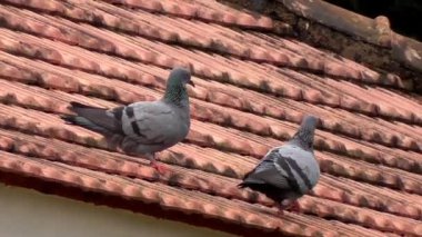 Eski bir binanın çatısına tünemiş iki güvercin..