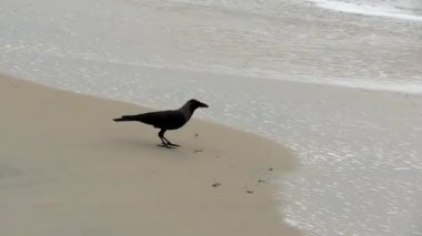 Kumsalda yiyecek arayan bir karga..
