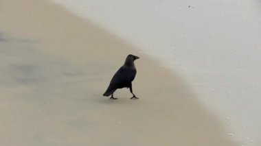 Kumsalda yiyecek arayan bir karga..