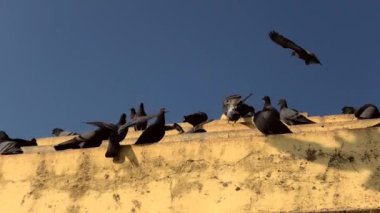 Güvercinler bir binanın tepesine tünemişti..