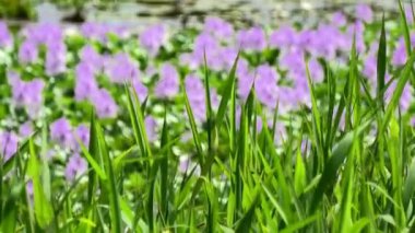 Mor çiçeklerin arka planında esintide sallanan yeşil çimen bitkileri..