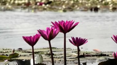 Çiçek açmış güzel pembe su zambakları.