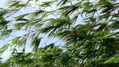 Rüzgarda sallanan taze bambu bitkisinin dalları.