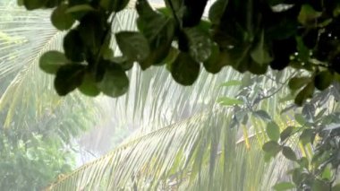 Bitkiler ve ağaçlar yağmur ve rüzgarda sallanıyor..